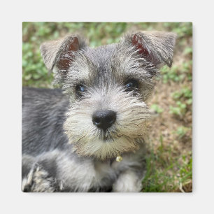 Íman Foto de animal de estimação personalizada