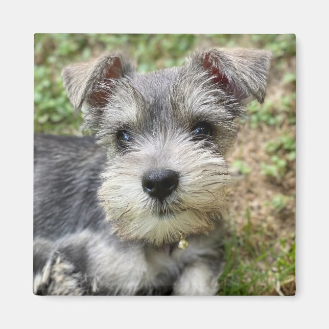 Íman Foto de animal de estimação personalizada (Frente)