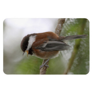 Íman Foto de Baby Chickadee