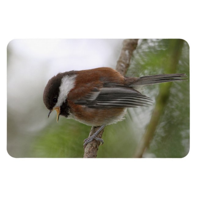 Íman Foto de Baby Chickadee (Horizontal)