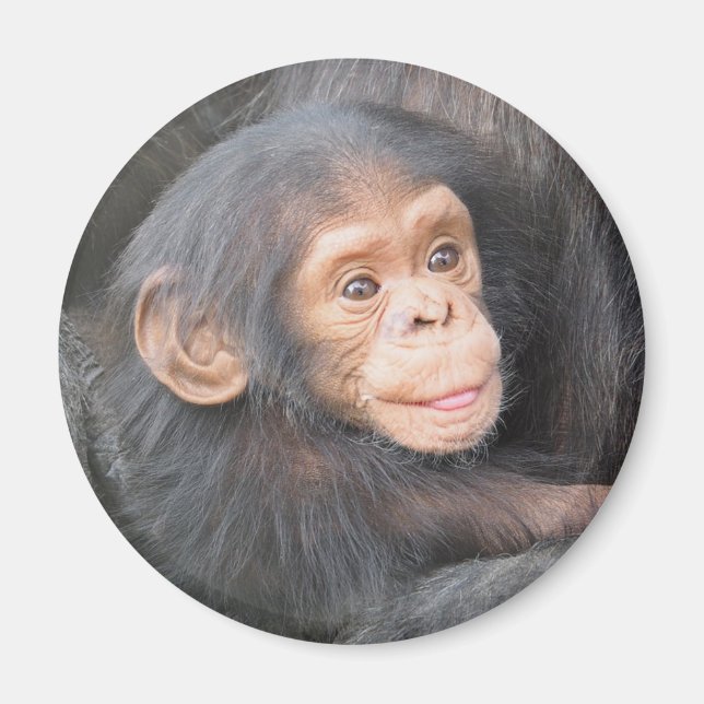 Íman Foto de Bebê Chimpanzé Fofo (Frente)