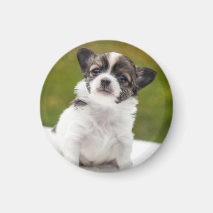 Íman Foto de cachorrinho Chihuahua