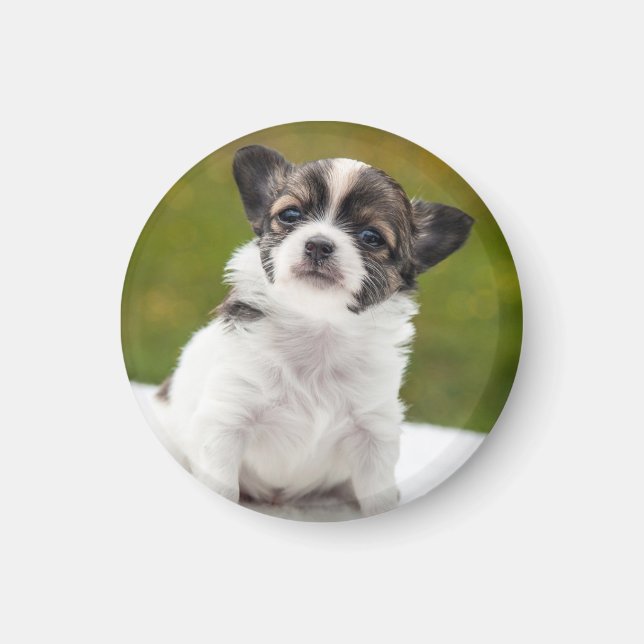 Íman Foto de cachorrinho Chihuahua (Frente)