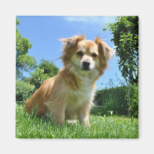 Íman Foto de Cachorrinho Fofo no Jardim