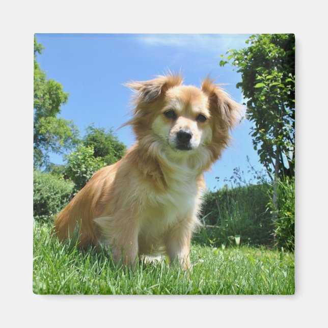 Íman Foto de Cachorrinho Fofo no Jardim (Frente)