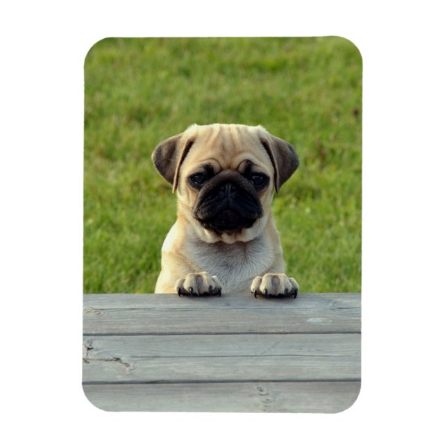 Íman Foto de Cachorrinho Pug (Vertical)