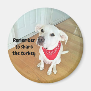 Íman Foto de Cachorro Bonito com Orelhas Engraçadas