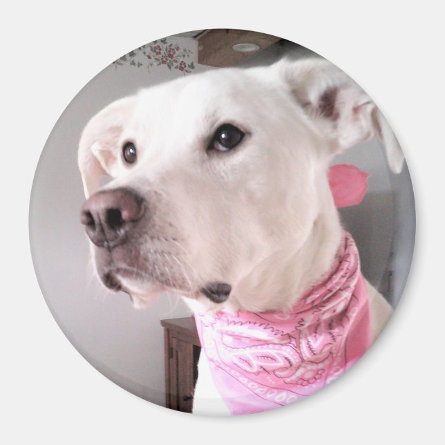 Íman Foto de Cachorro Branco-Bonito Vestindo Scarf Rosa (Frente)