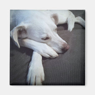 Íman Foto de Cachorro Branco Dormindo com patas brancas