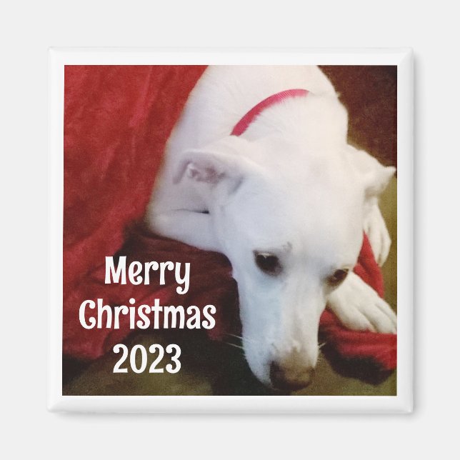Íman Foto de Cachorro Doce com Desejos de Natal e Ano (Frente)