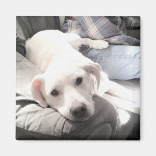 Íman Foto de Cão Branco Bonito Saindo com Pai