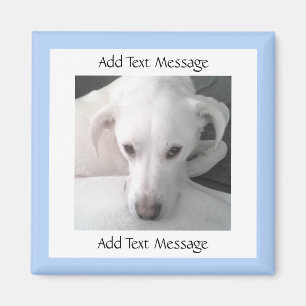 Íman Foto De Cão Único De Labrador Branco E Retriever