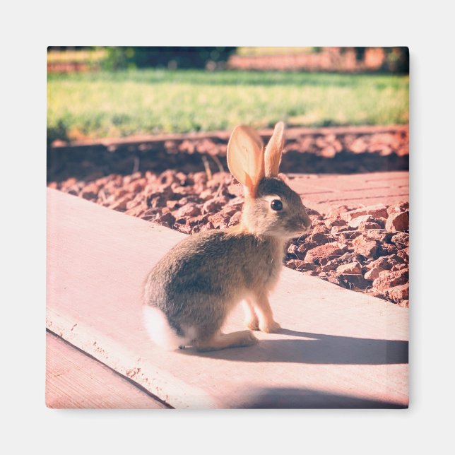 Íman foto de coelho Easter primavera (Frente)