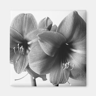 Íman Foto de Duas Flores Amaryllis