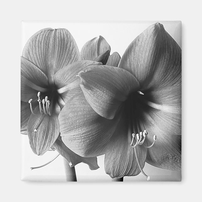 Íman Foto de Duas Flores Amaryllis (Frente)