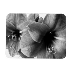 Íman Foto de Duas Flores de Amarílis