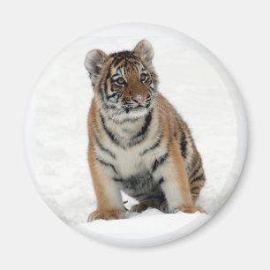 Íman Foto de Filhote de Tigre na Neve