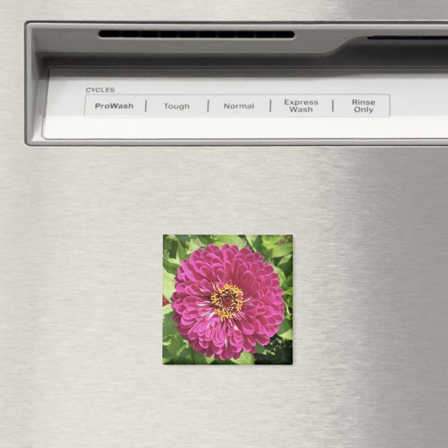 Íman Foto de Flor de Zínia Vibrante (In Situ (Dishwasher))