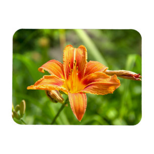 Íman Foto de flor Lily grande e bonita