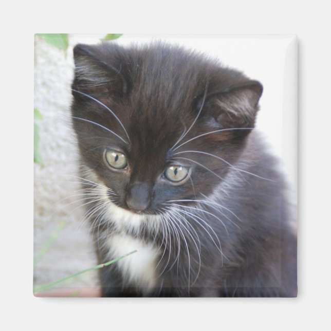 Íman Foto de Gatinho Preto e Branco (Frente)