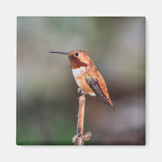 Íman Foto de Hummingbird