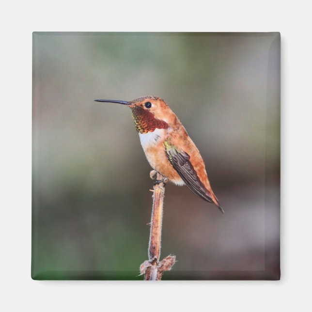 Íman Foto de Hummingbird (Frente)