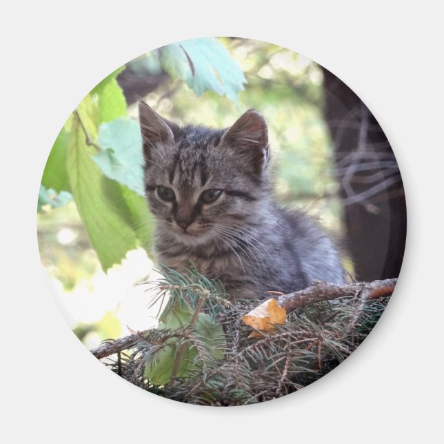 Íman Foto de Kitten, Baby Cat, Magnet (Frente)