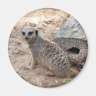 Íman Foto de Meerkat contra madeira e areia