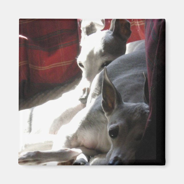Íman Foto de "Melhores Amigos" italiana de greyhound (Frente)
