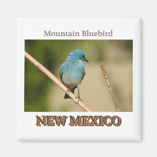 Íman Foto de pássaro azul da Montanha do México