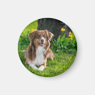 Íman Foto de Pet de Cachorro Personalizado