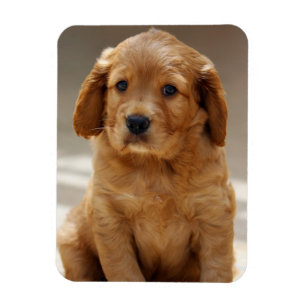 Íman Foto de retrato de cachorrinho fofo