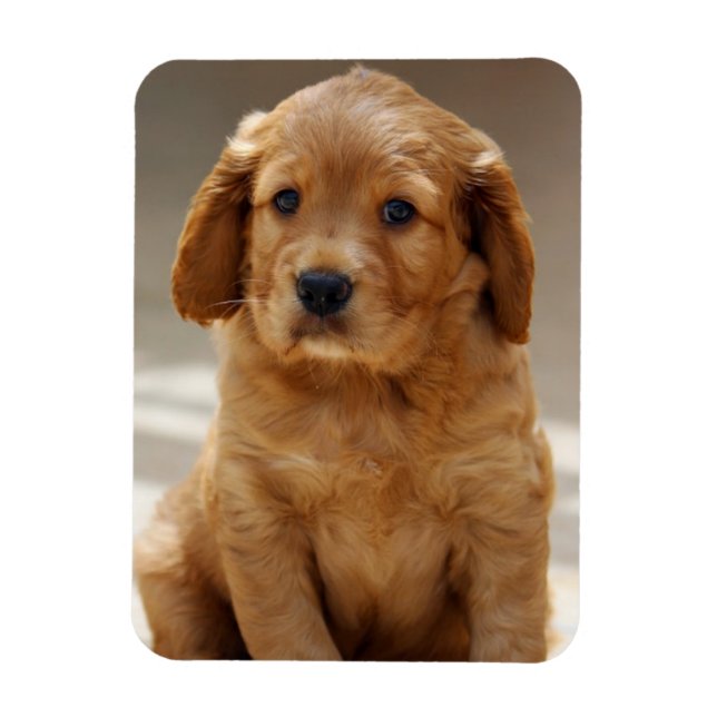 Íman Foto de retrato de cachorrinho fofo (Vertical)