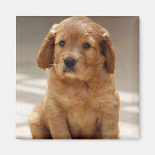 Íman Foto de retrato de cachorrinho fofo