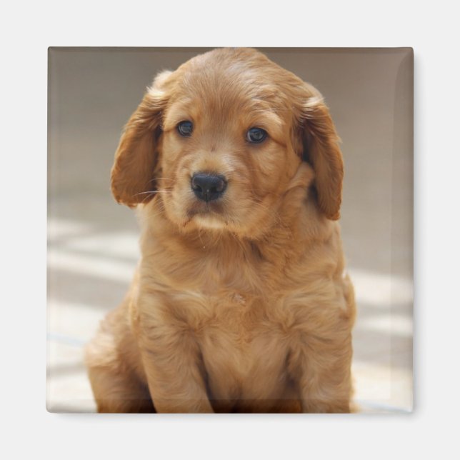 Íman Foto de retrato de cachorrinho fofo (Frente)