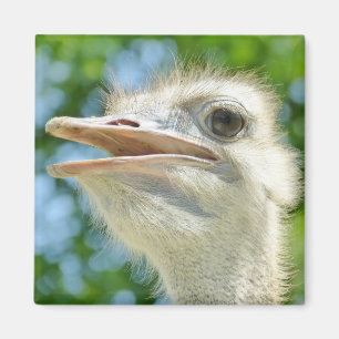 Íman Foto de Retrato Engraçado de Ostrich