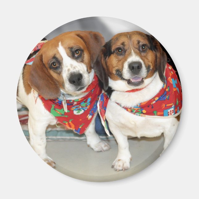 Íman Foto de Shelter Beagles (Frente)