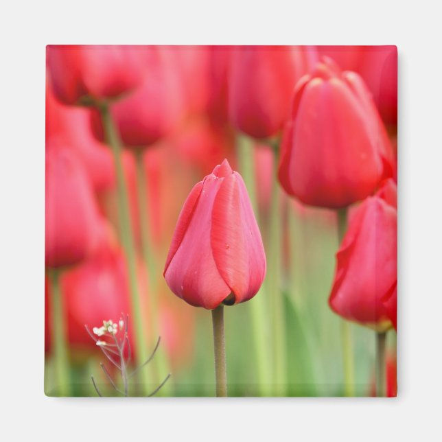 Íman Foto de Tulipas Vermelhas (Frente)