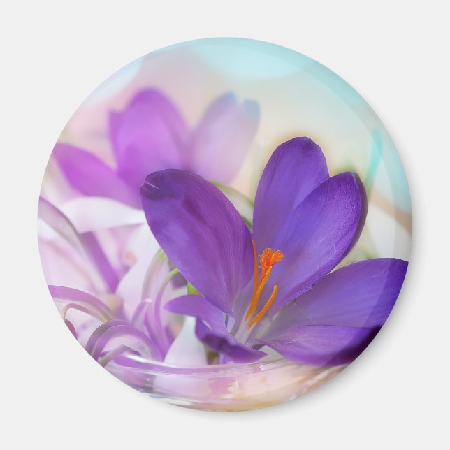 Íman Foto de um Bonito Primavera-Crocus Roxo (Frente)