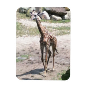 Íman Foto de uma girafa bebê andando em ímãs naturais