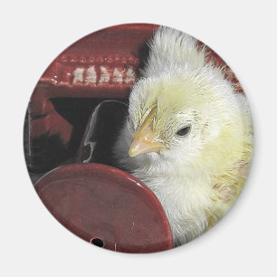 Íman Foto de visual do Pintinho Piano