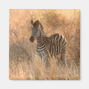 Íman Foto do dia de sol de Zebra