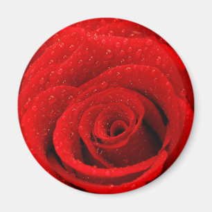 Íman Foto do fundo da rosa vermelha