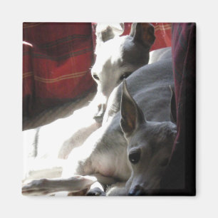 Íman Foto do galgo italiano dos "melhores amigos"