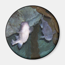Foto do Ímã do Peixe Yin Yang