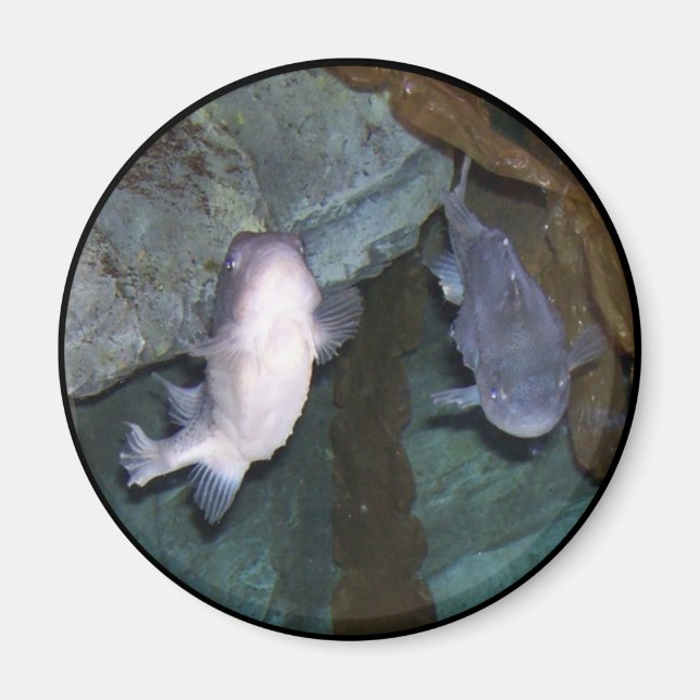 Íman Foto do Ímã do Peixe Yin Yang (Frente)