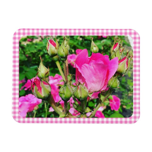 Íman Foto do Jardim de Rosas com Xadrez Gingham Rosa (Horizontal)