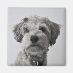 Íman Foto do retrato do filhote de cachorro do
