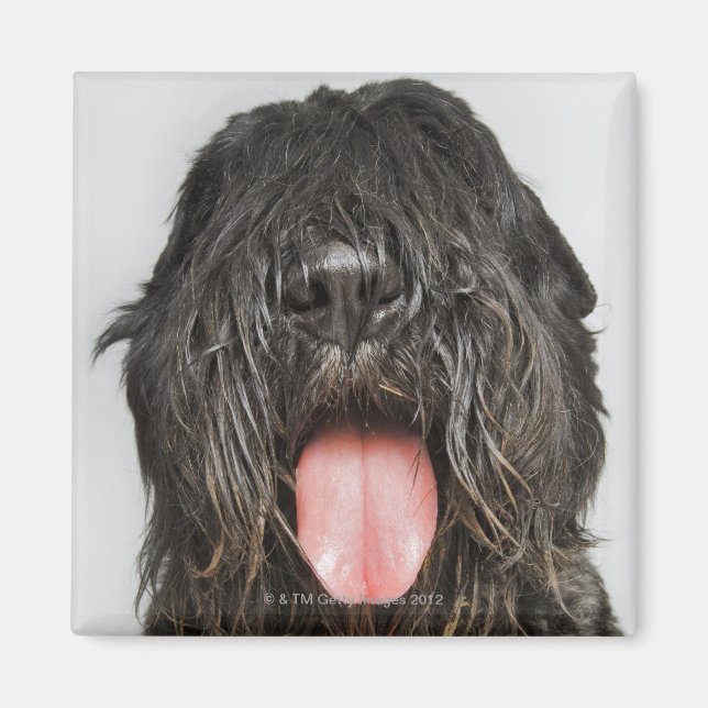 Íman Foto do Studio (Frente)