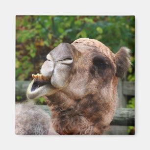 Íman Foto engraçada do animal dos animais selvagens do